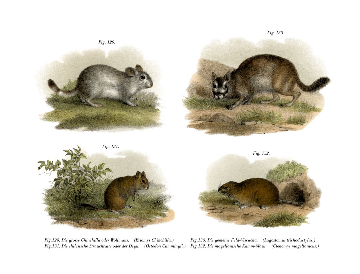 Chinchilla by German School