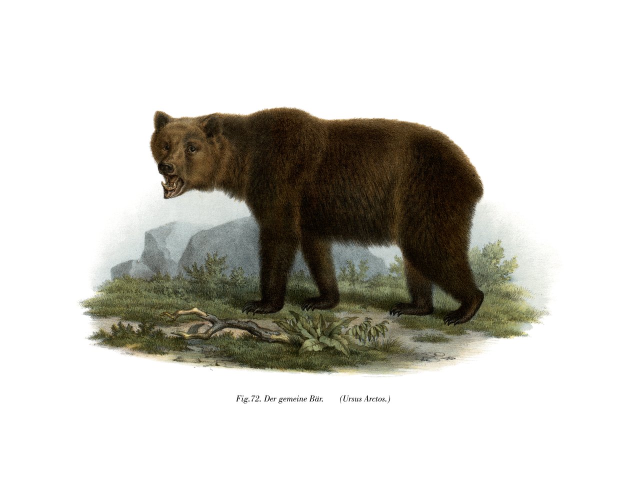 Common Bear by German School