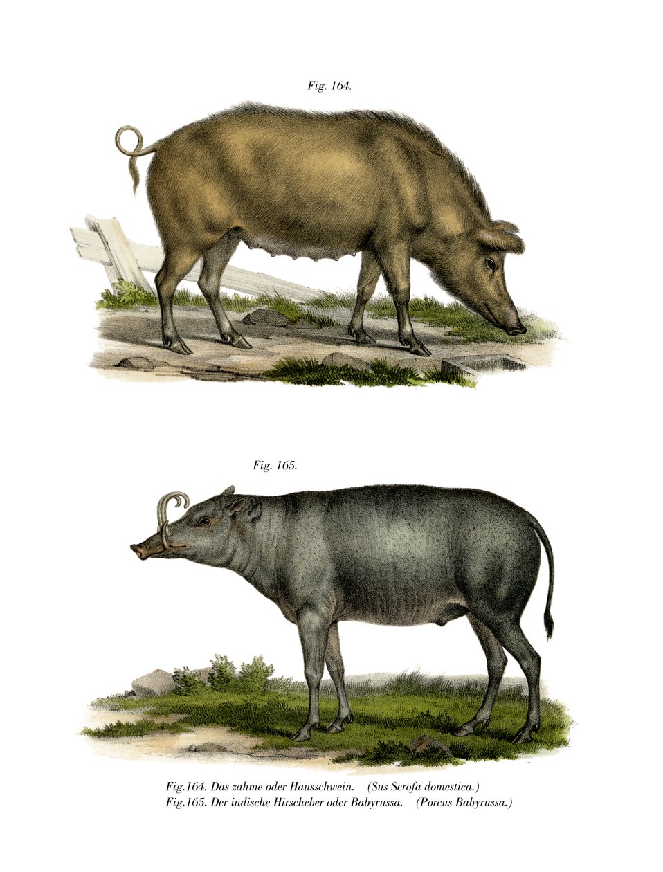 Domestic Pig by German School