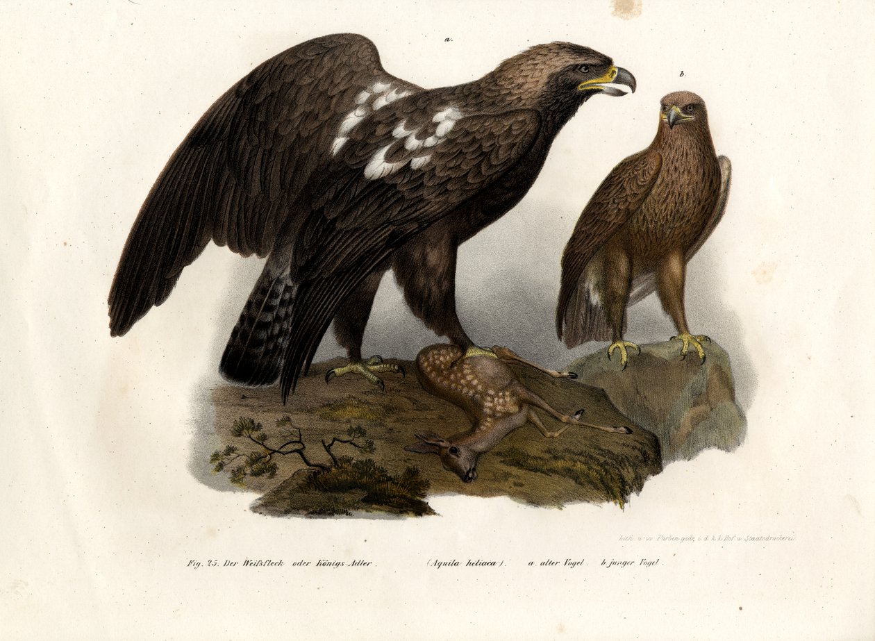 Eastern Imperial Eagle by German School