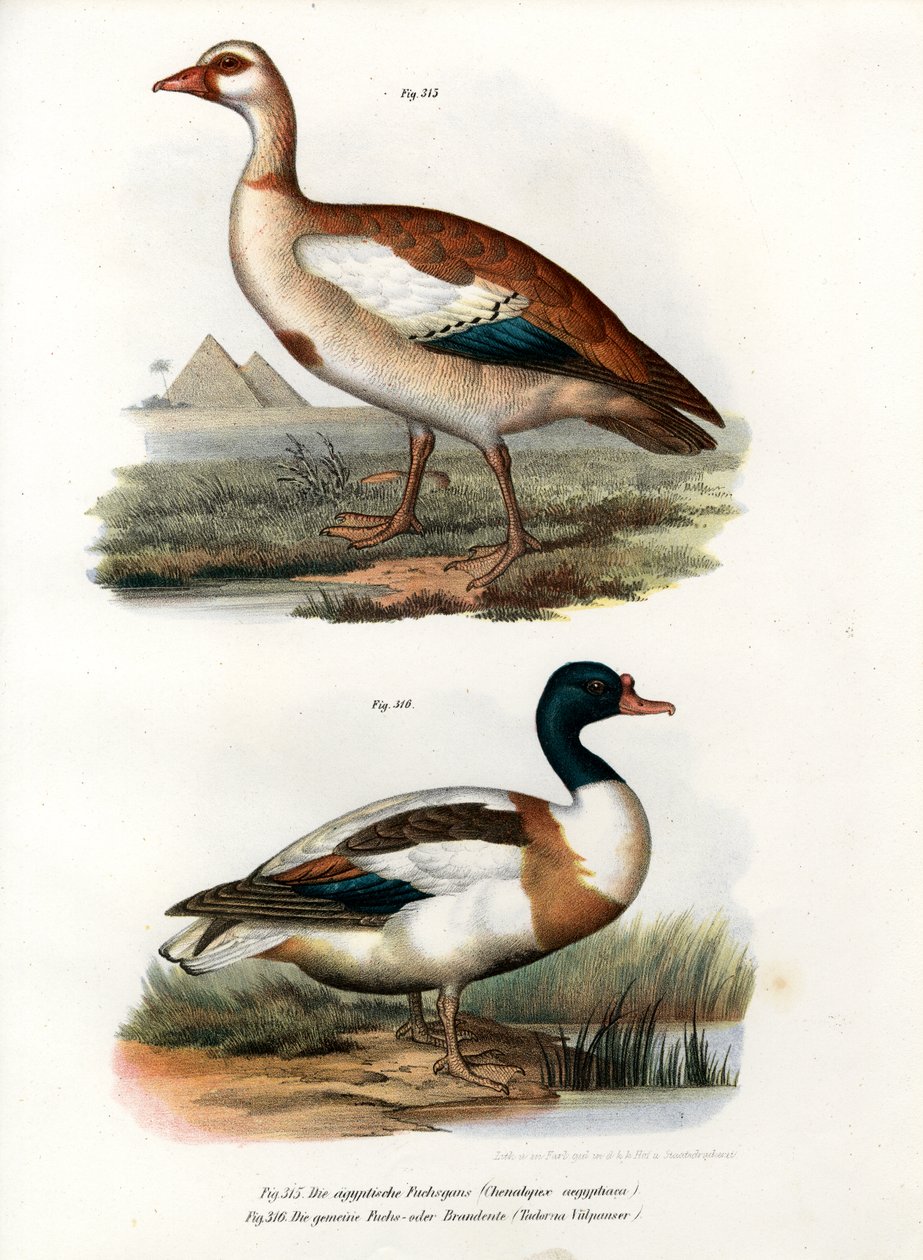 Egyptian Goose by German School