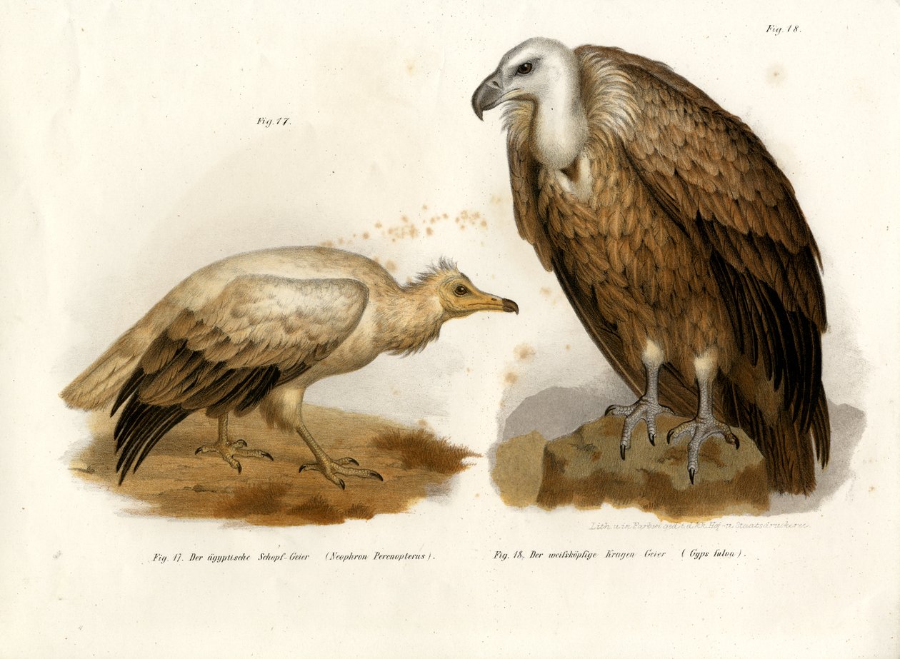 Egyptian Vulture by German School