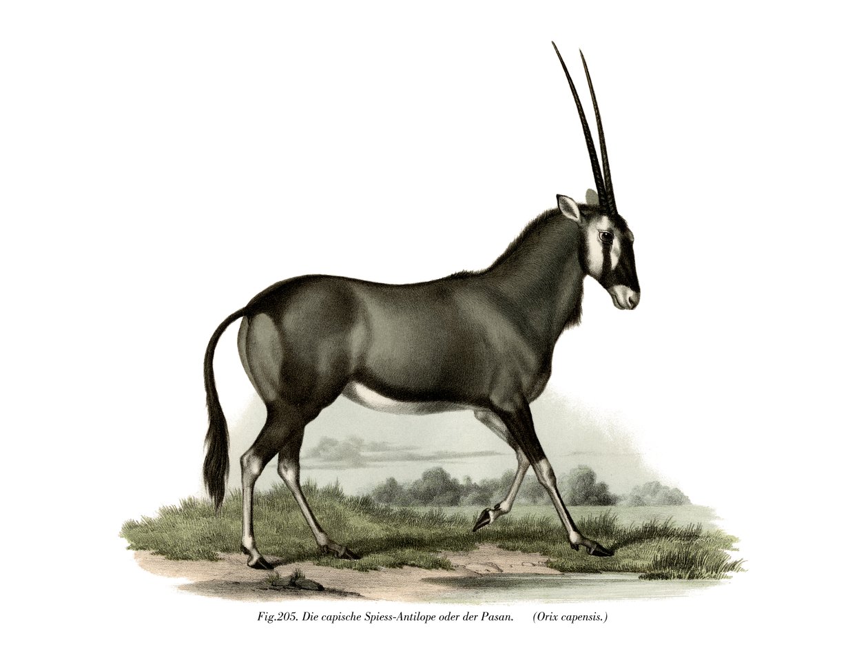 Gemsbok by German School