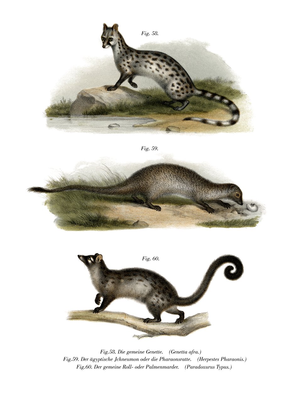Genet by German School