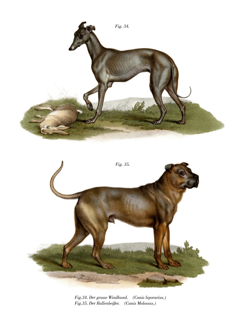 Greyhound by German School