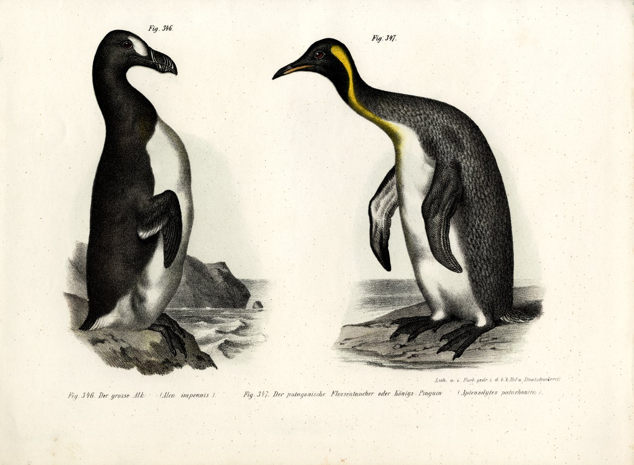 Great Auk by German School