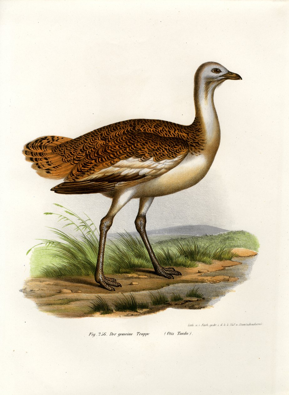 Great Bustard by German School