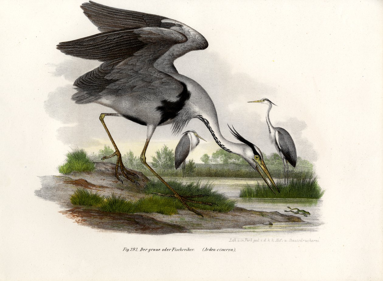 Grey Heron by German School