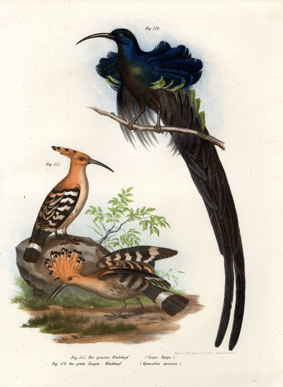 Hoopoe by German School