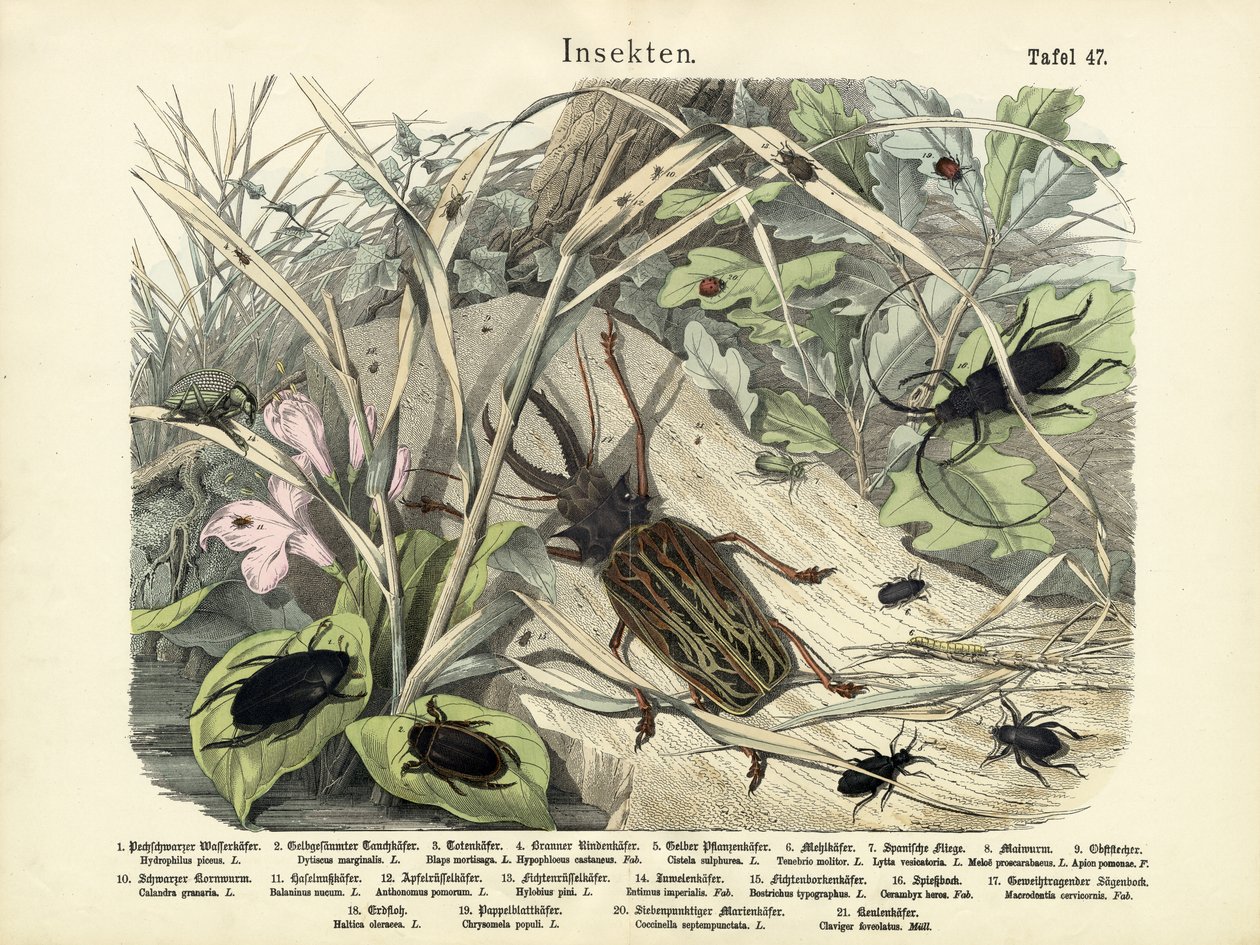 Insects by German School