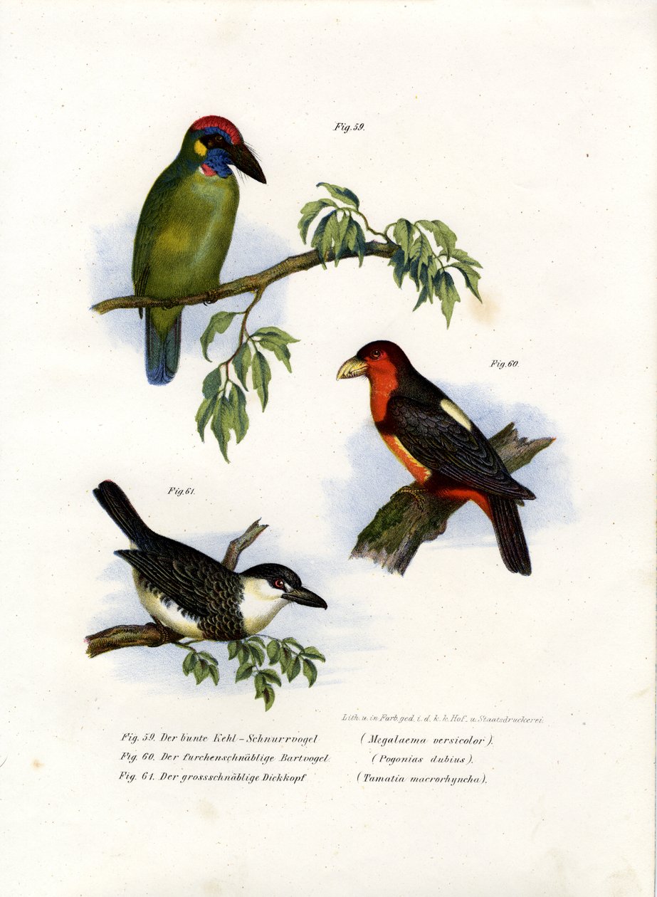 Large Green Barbet by German School