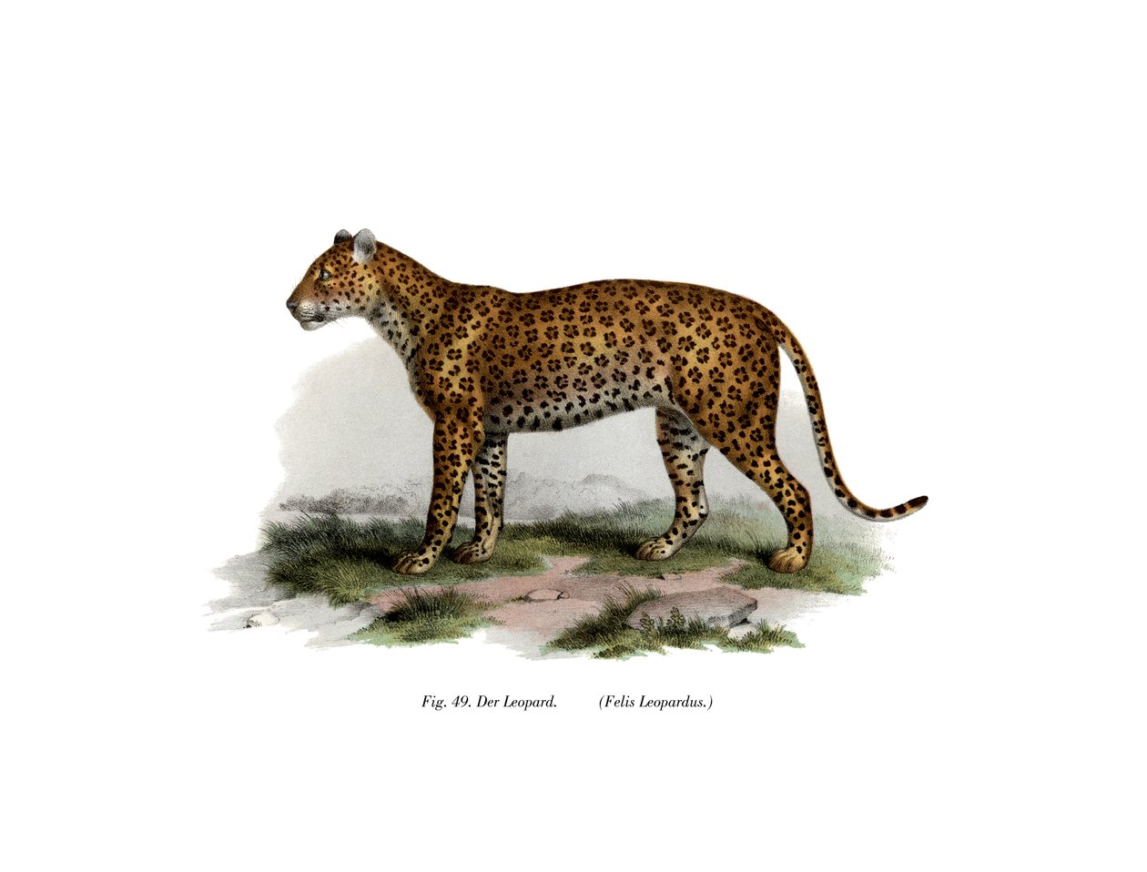 Leopard by German School