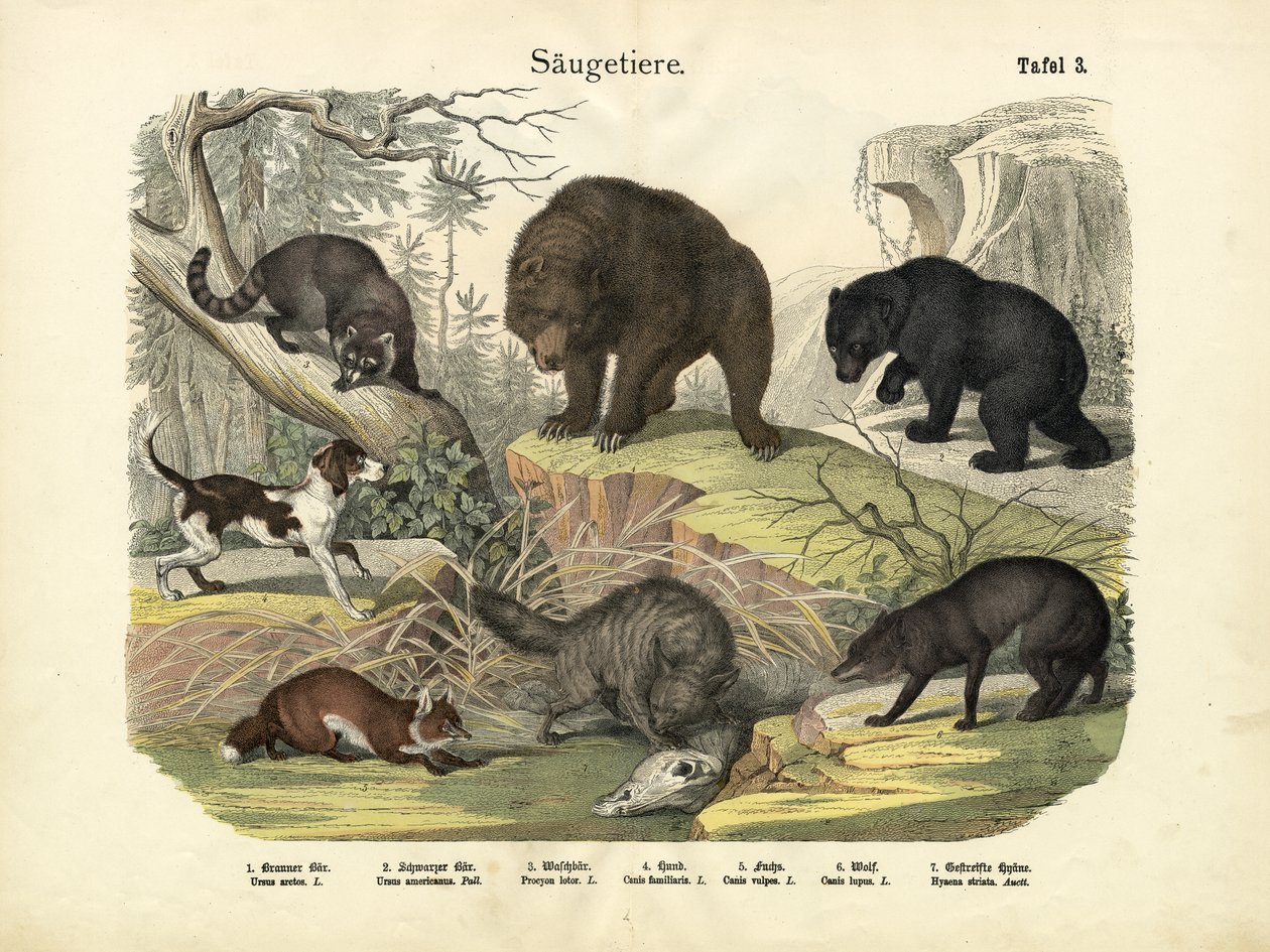 Mammals, c.1860 by German School