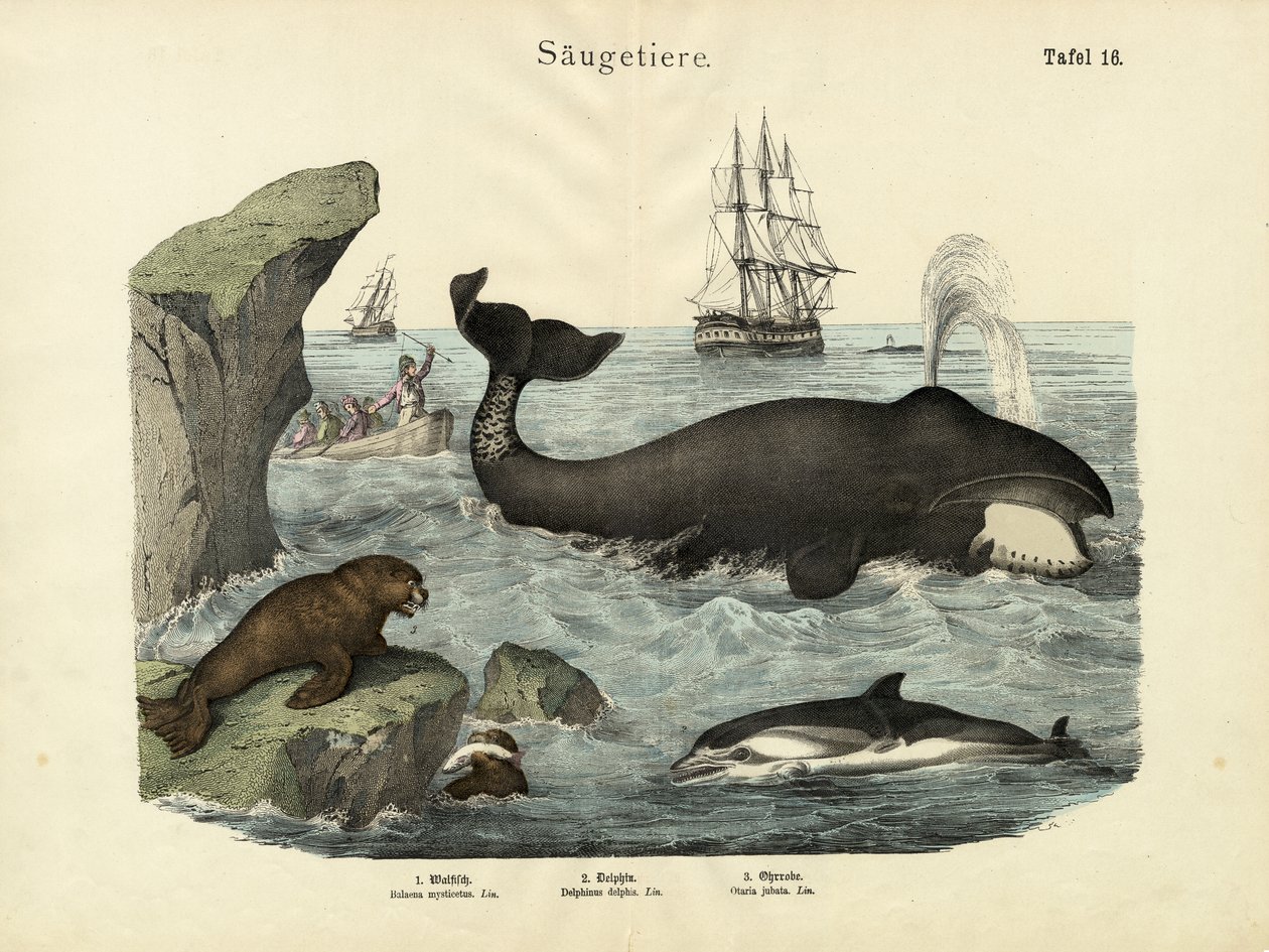 Mammals by German School