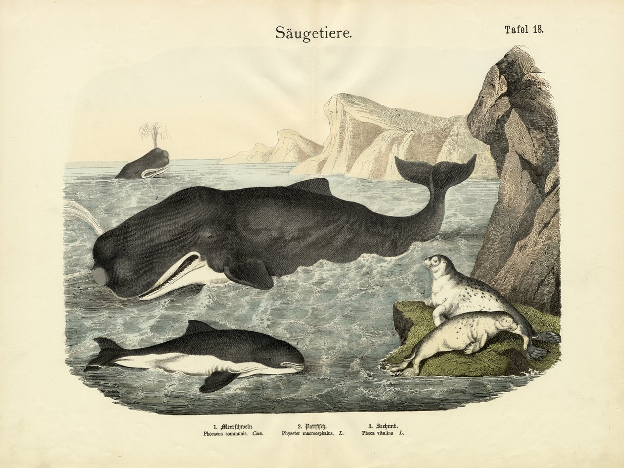 Mammals by German School