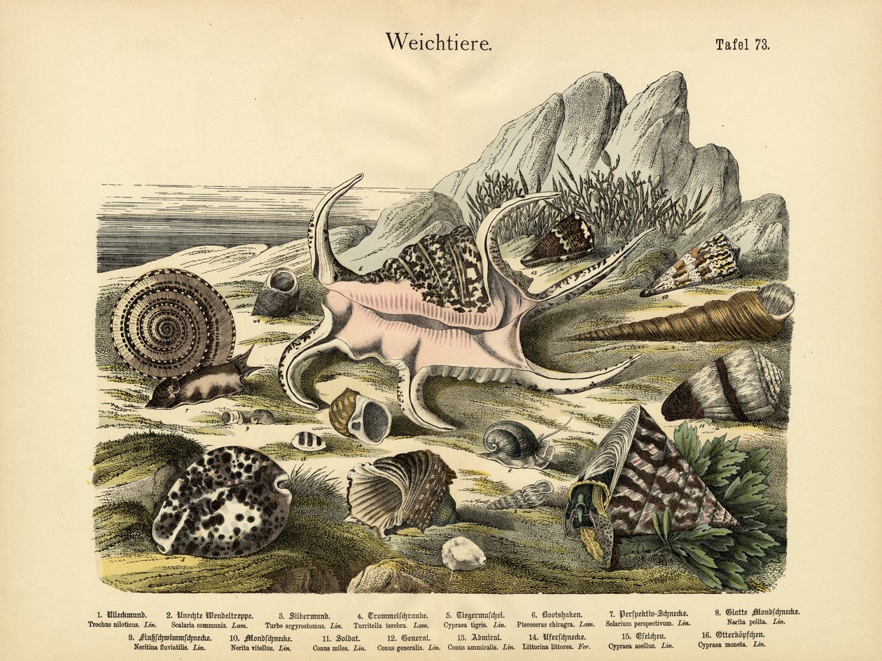 Molluscs by German School