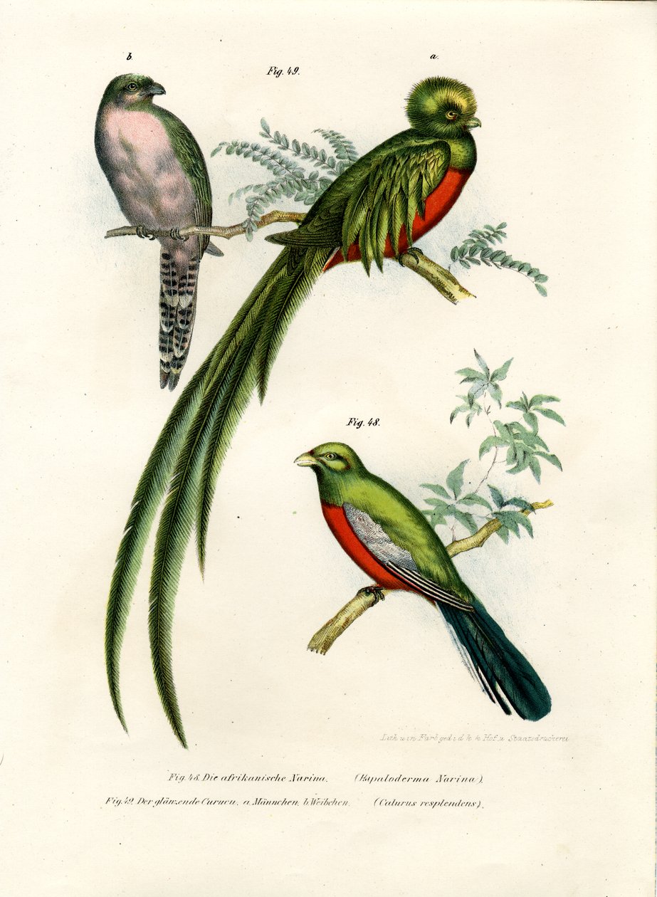 Narina Trogon by German School