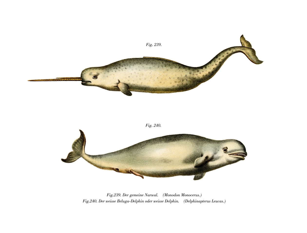 Narwhal by German School
