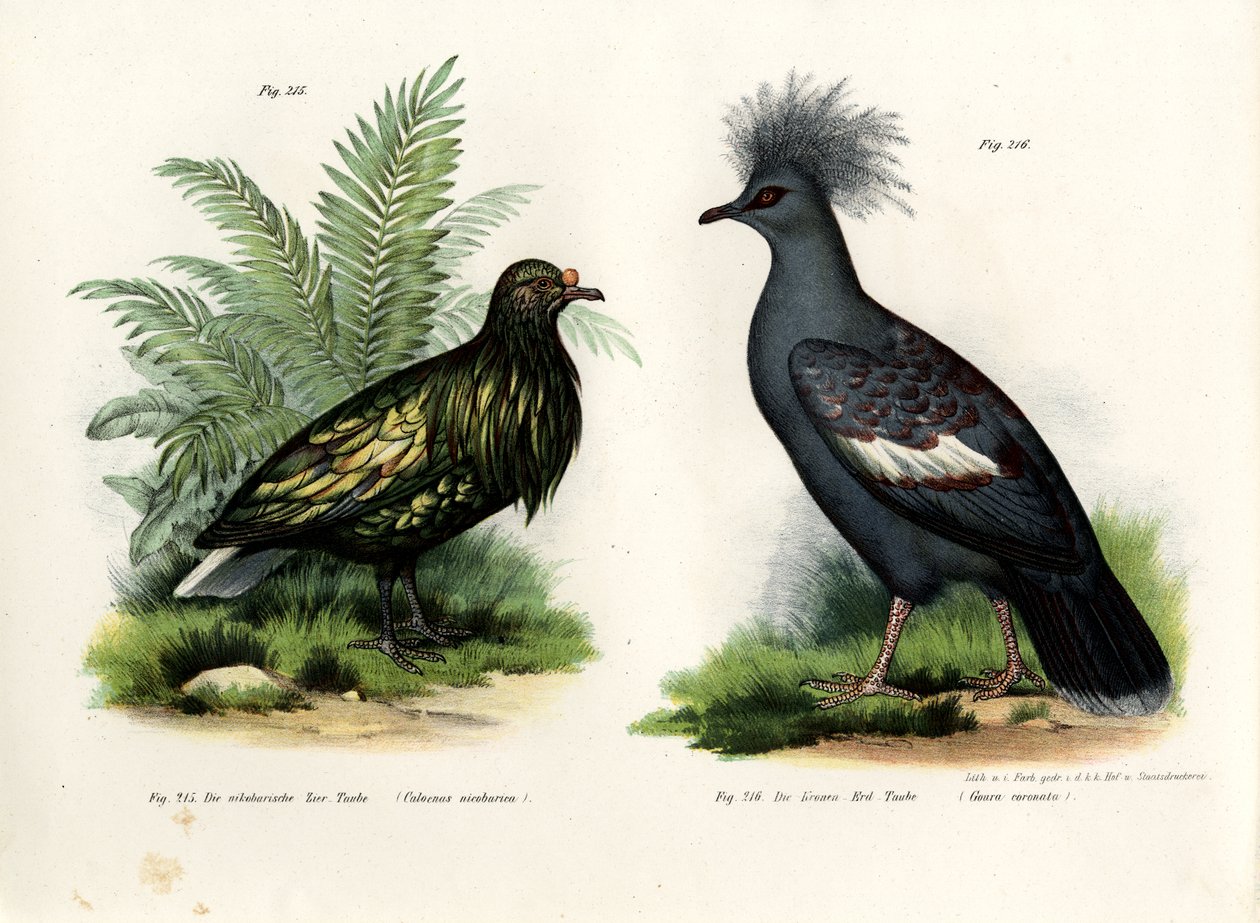 Nicobar Pigeon by German School