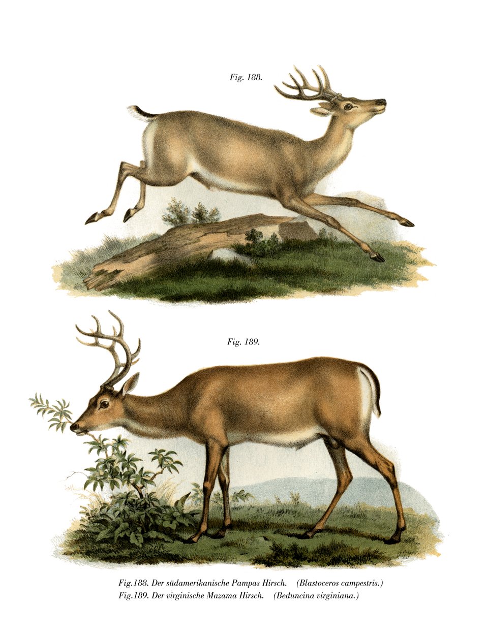 Pampas Deer by German School