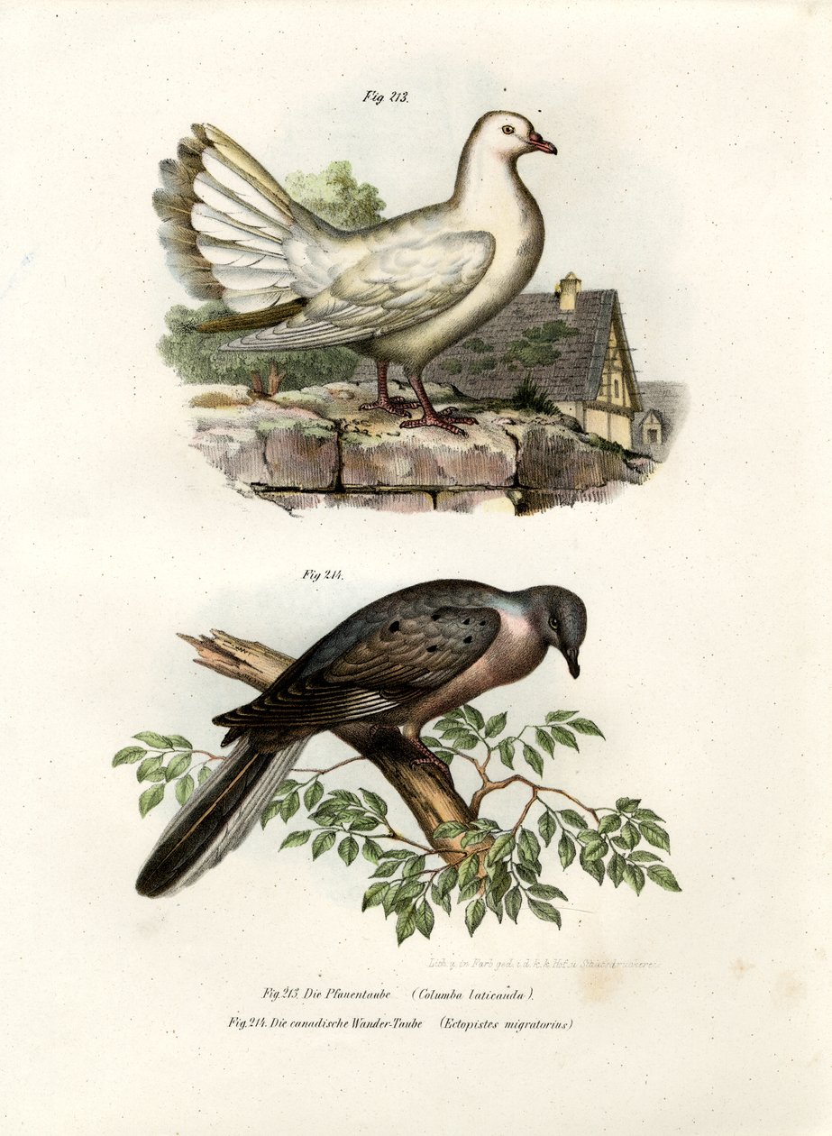 Peacock Pigeon by German School