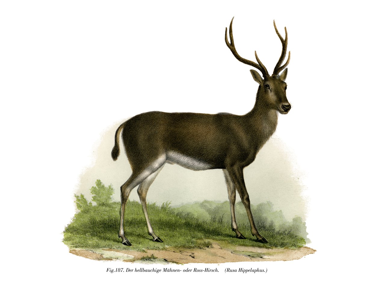 Red Deer by German School