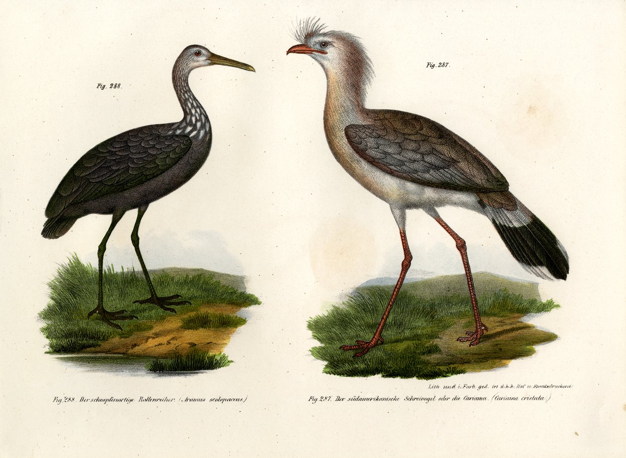 Red-legged Seriema by German School