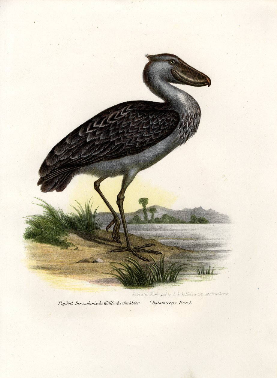 Shoebill by German School