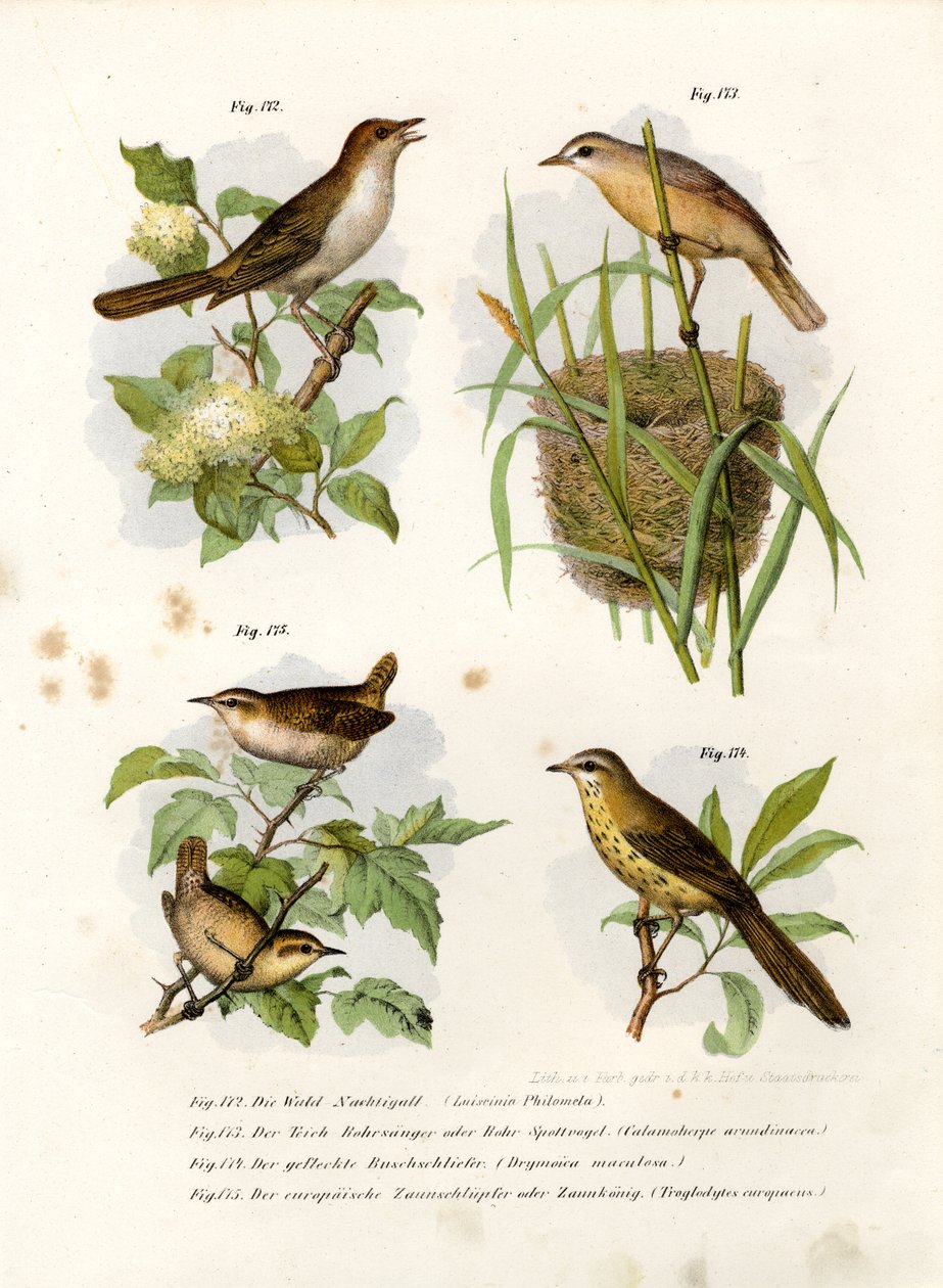 Thrush Nightingale by German School