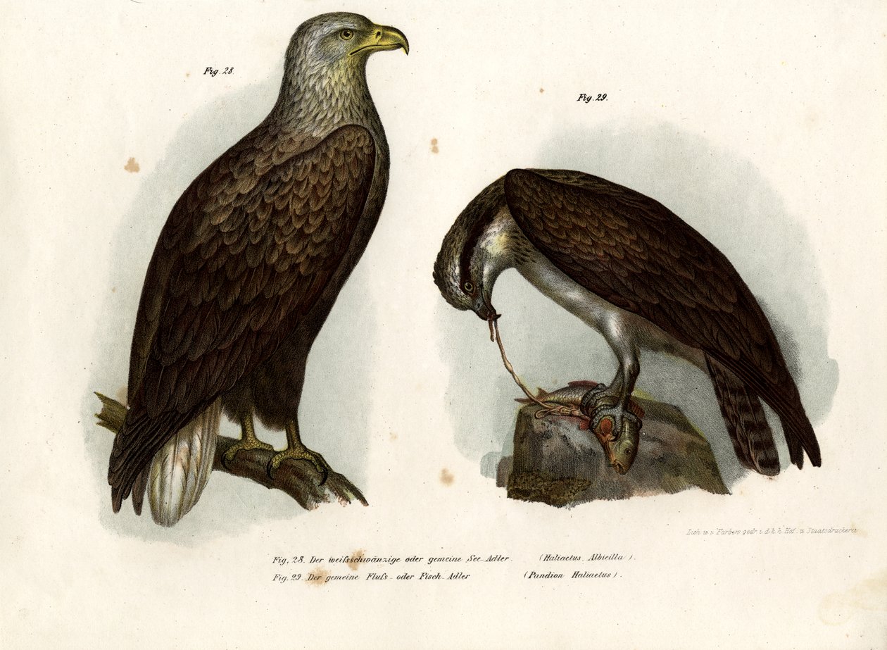 White-Tailed Eagle by German School