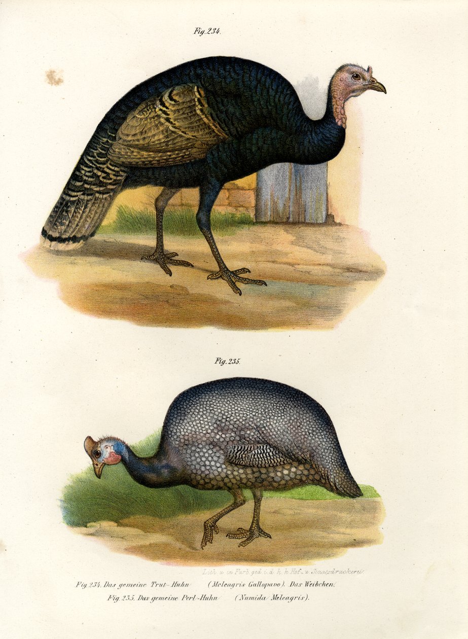 Wild Turkey by German School