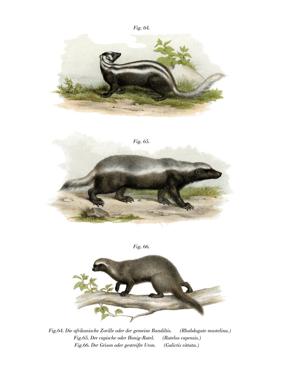 Zorilla by German School