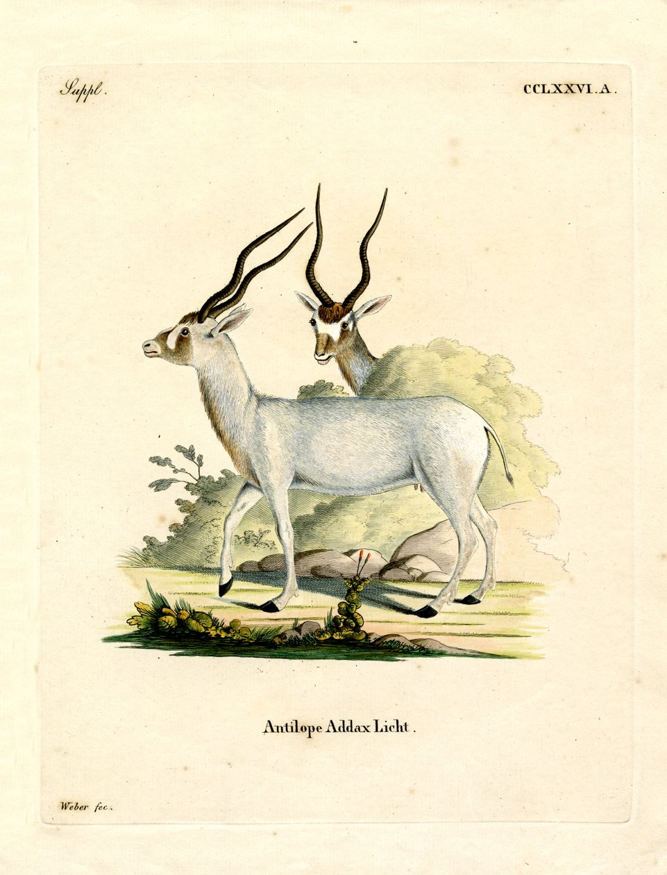 Addax Antelope by German School