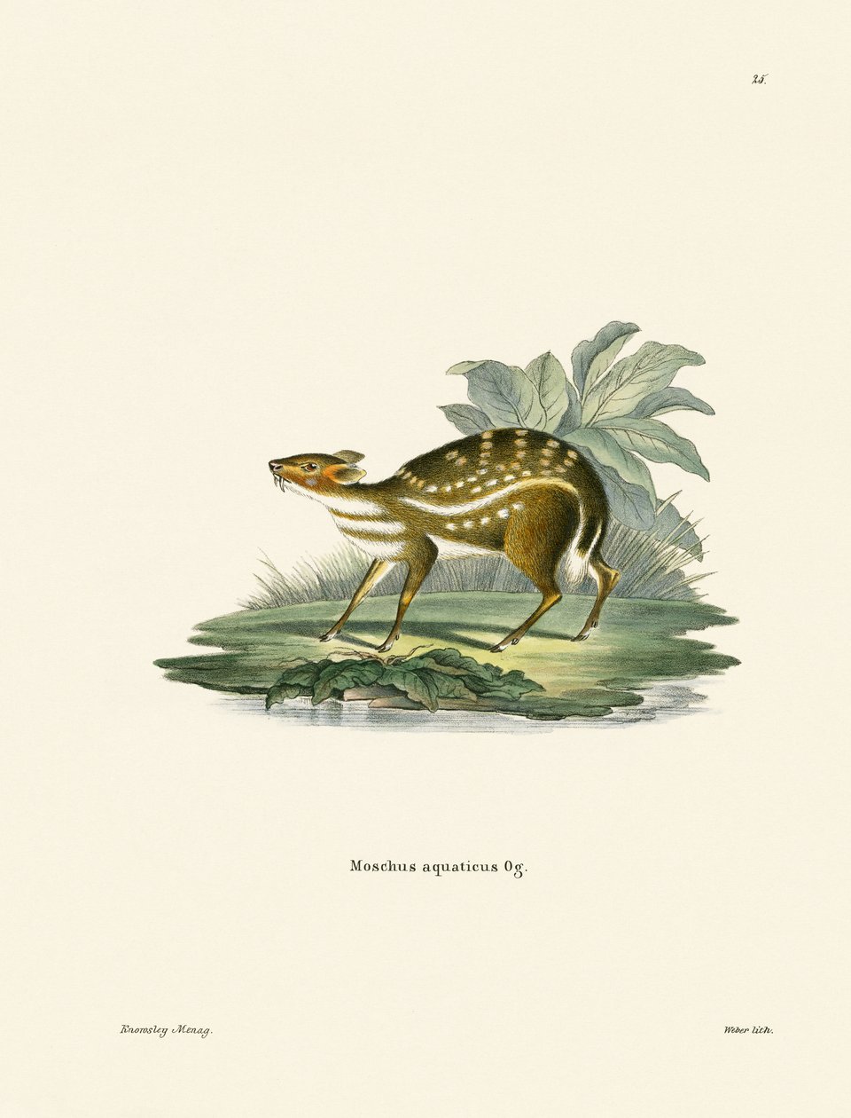 African Chevrotain by German School