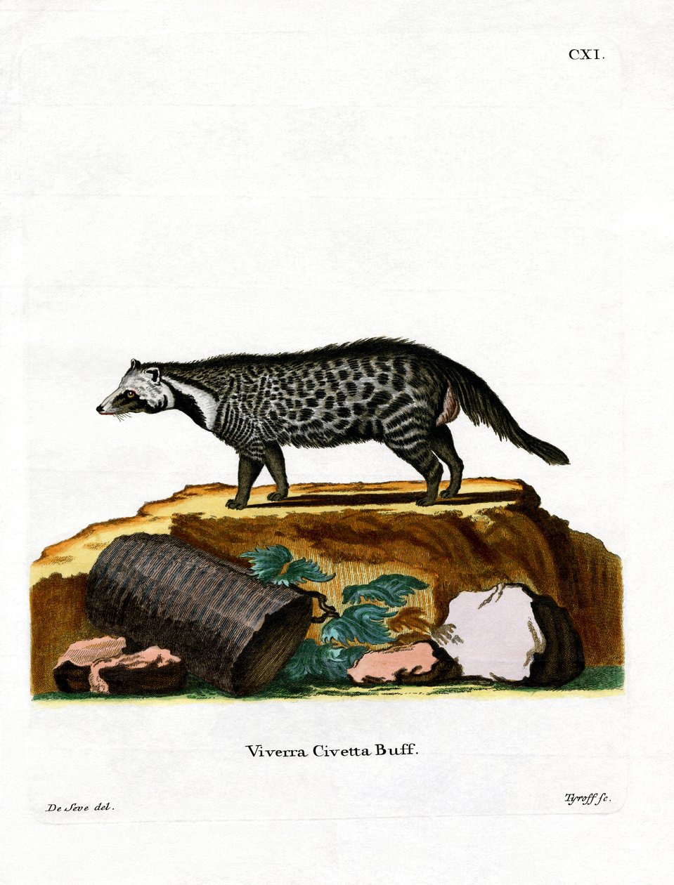 African Civet by German School