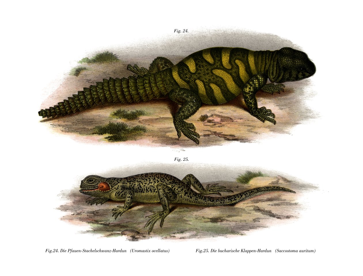 Agama by German School