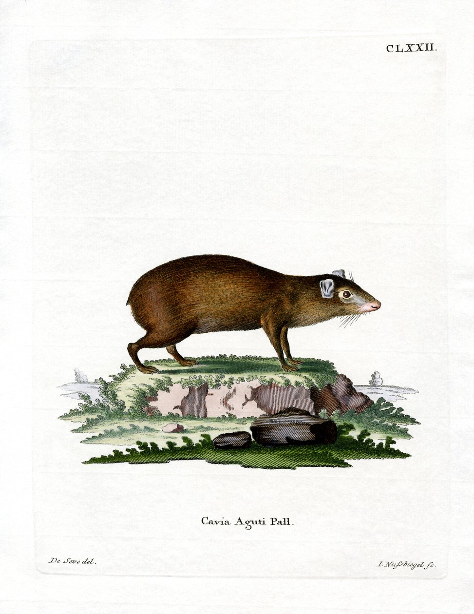 Agouti by German School