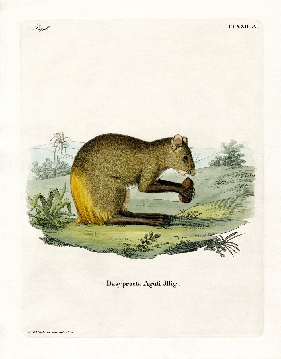 Agouti by German School