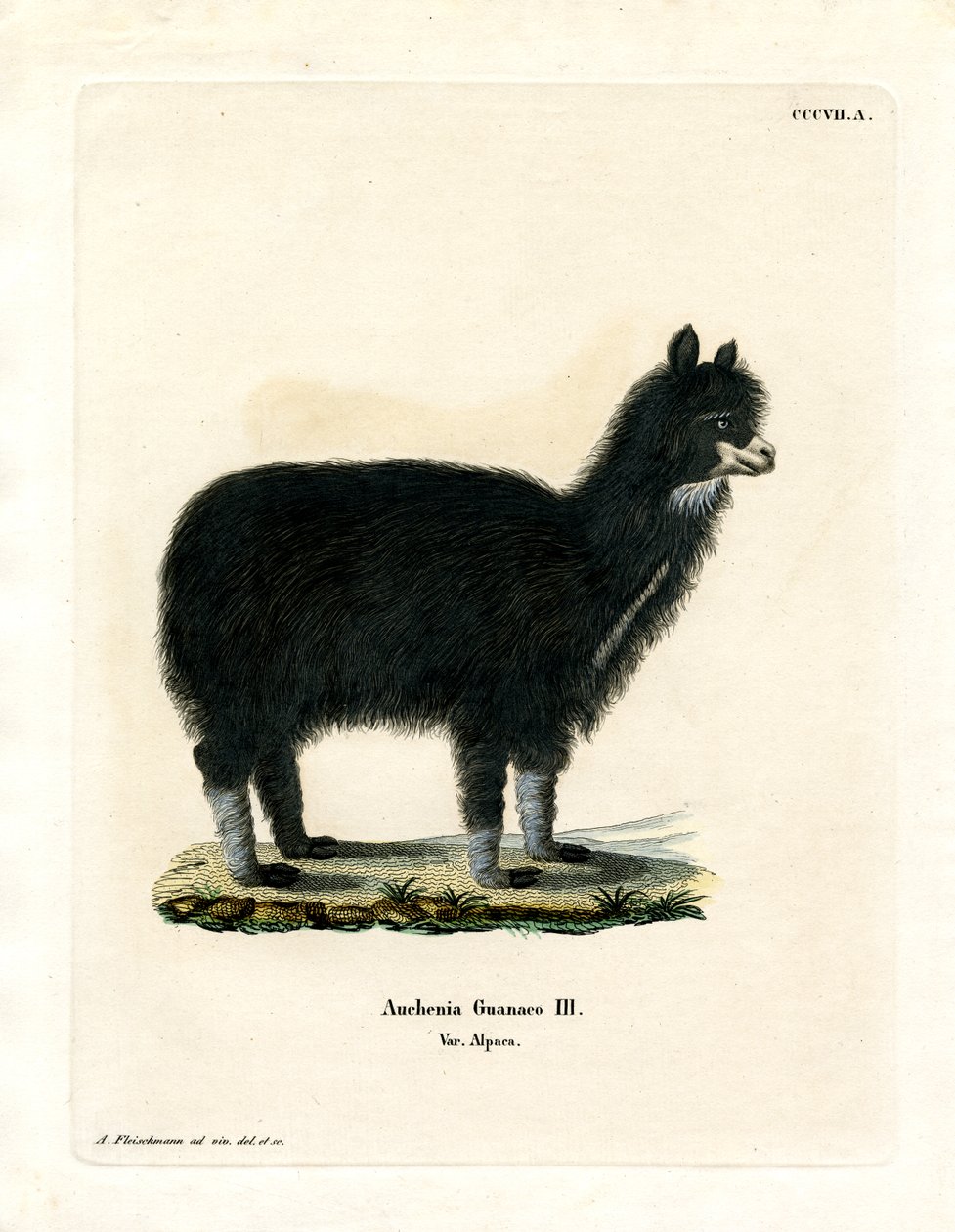 Alpaca by German School