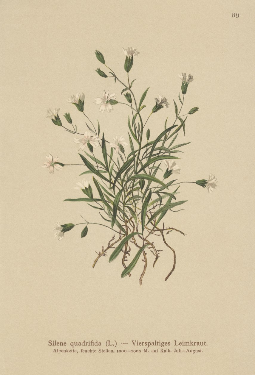 Alpine Campion by German School