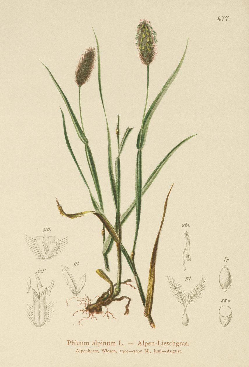 Alpine Cats-tail by German School