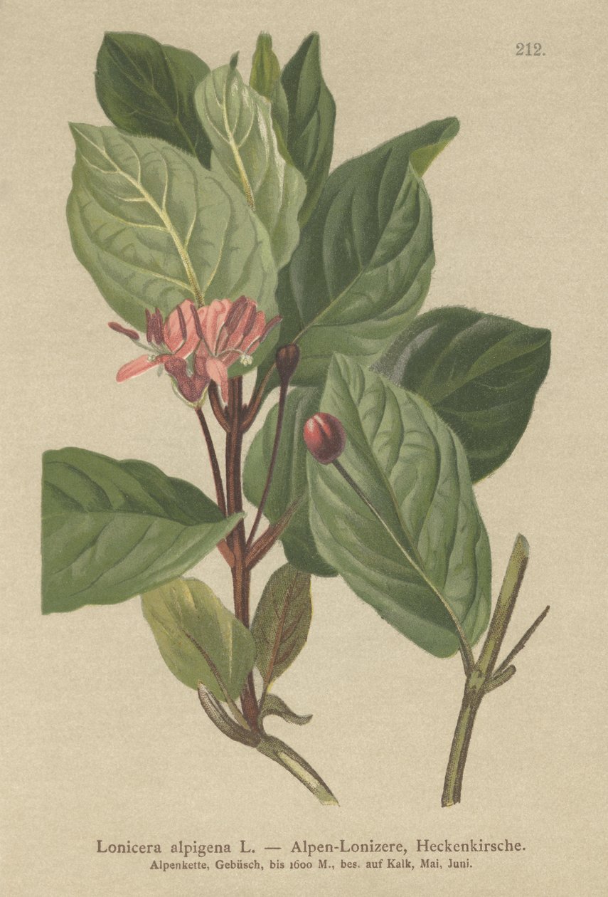 Alpine Honeysuckle by German School