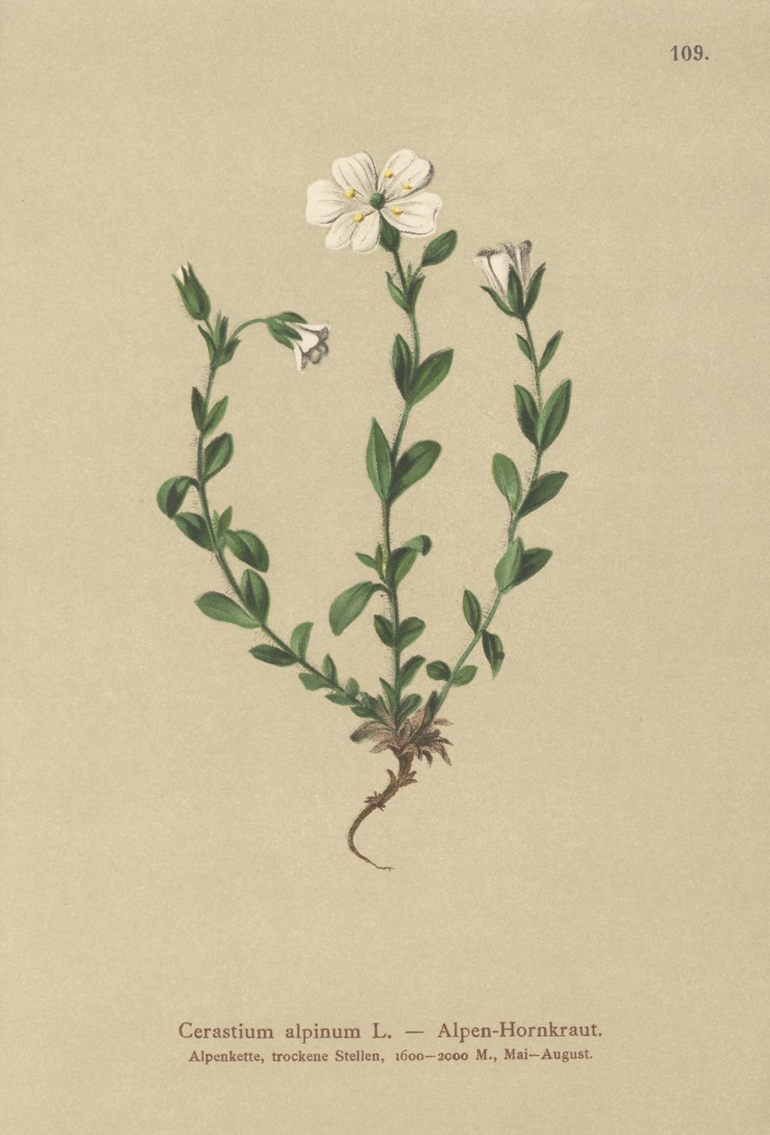Alpine Mouse-ear by German School