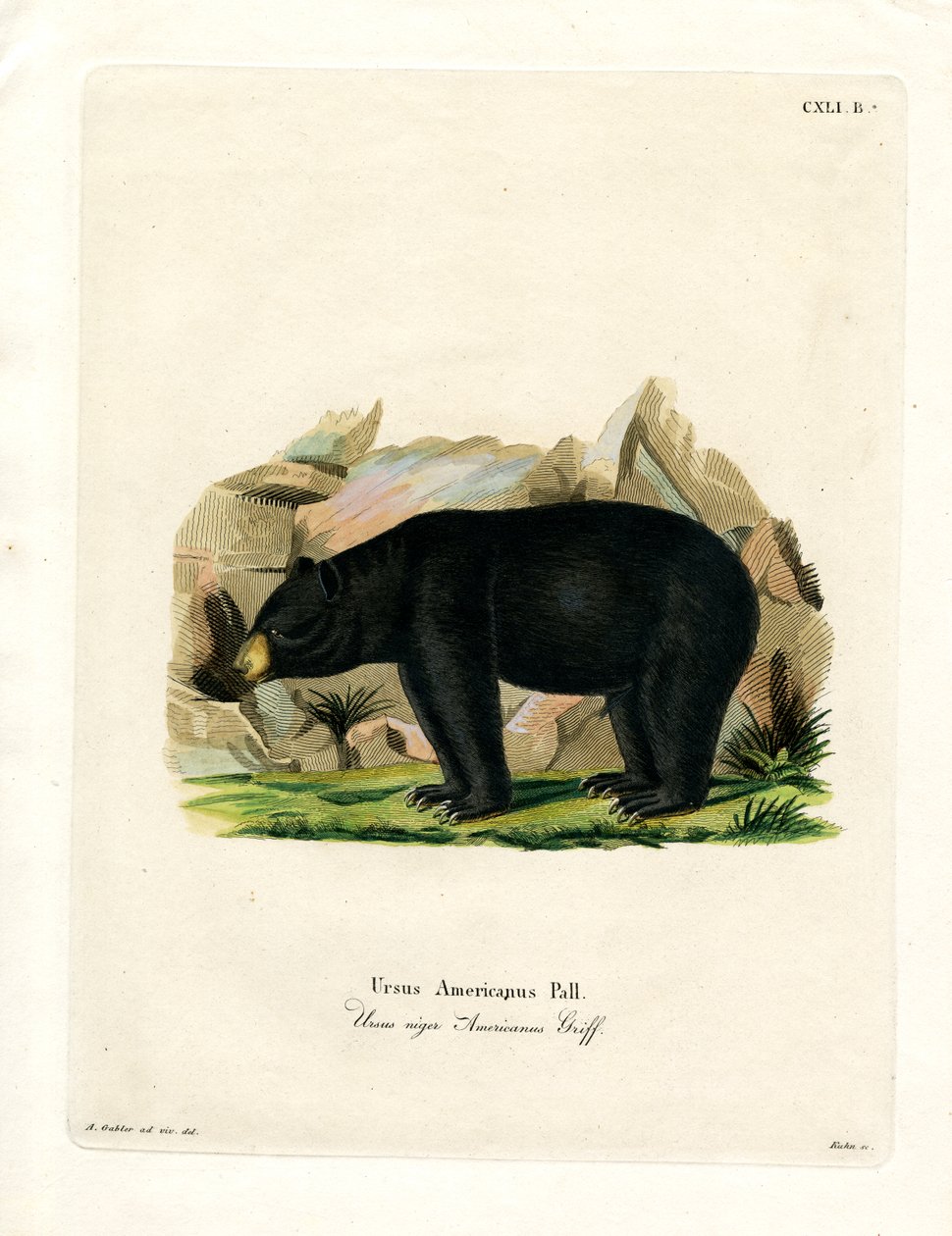 American Black Bear by German School