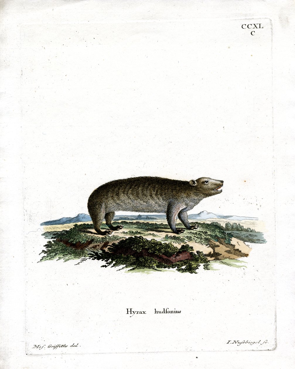 American Hyrax by German School