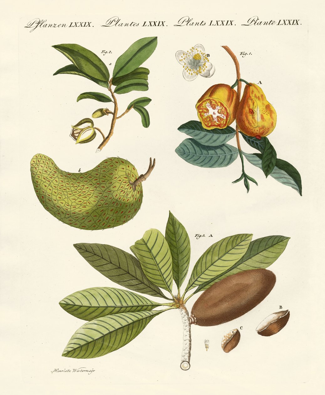 American Fruits by German School