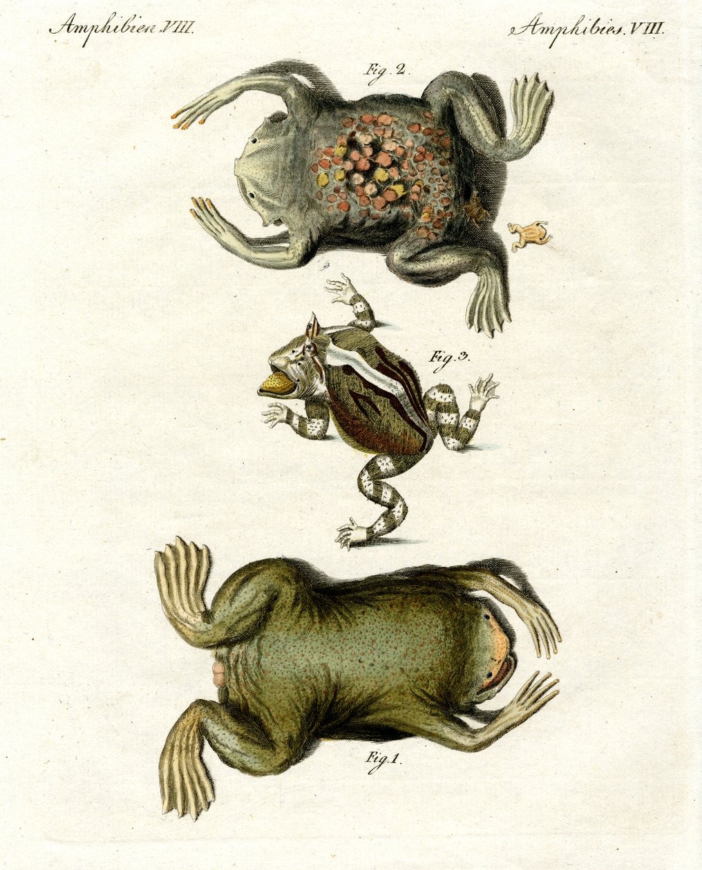 American Toads by German School
