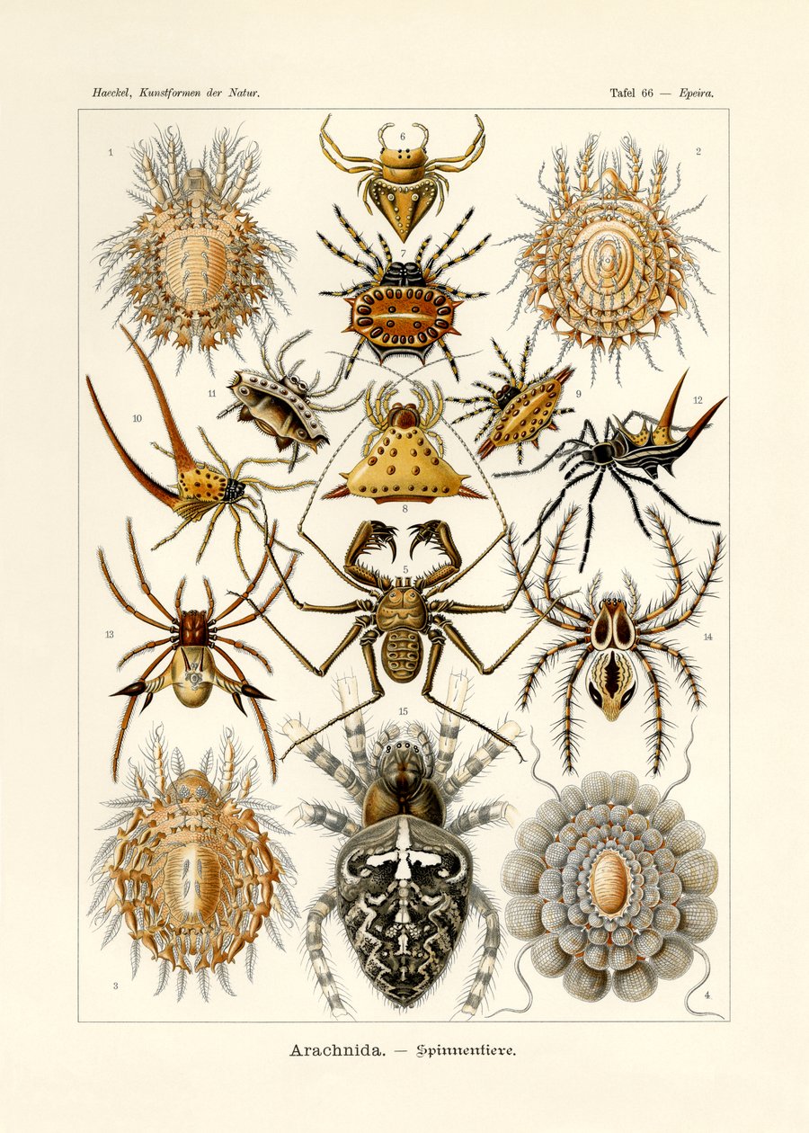 Arachnida by German School