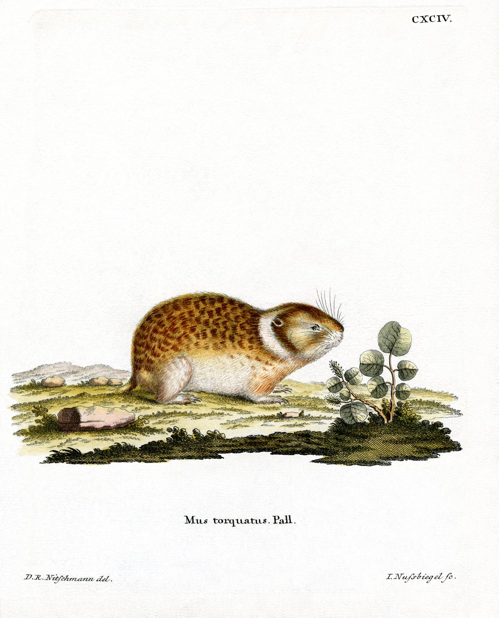Arctic Lemming by German School