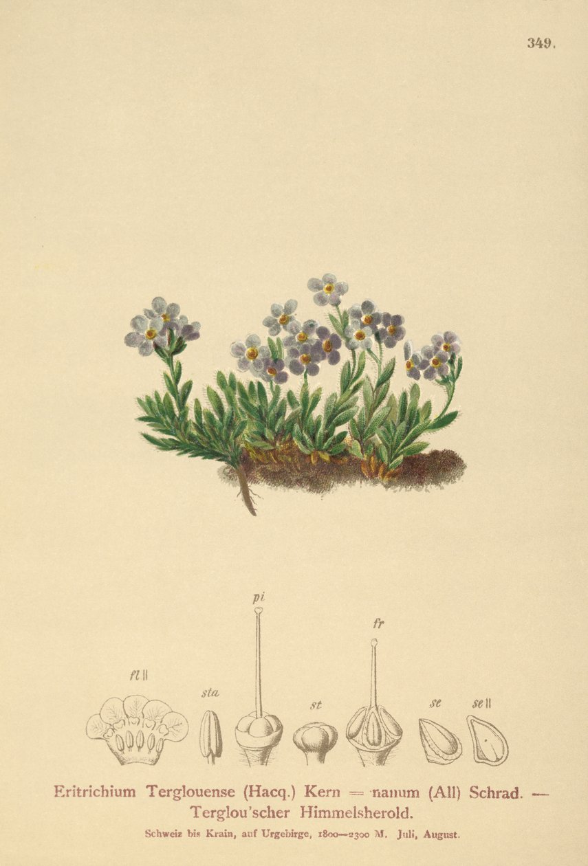 Arctic Forget-me-not by German School